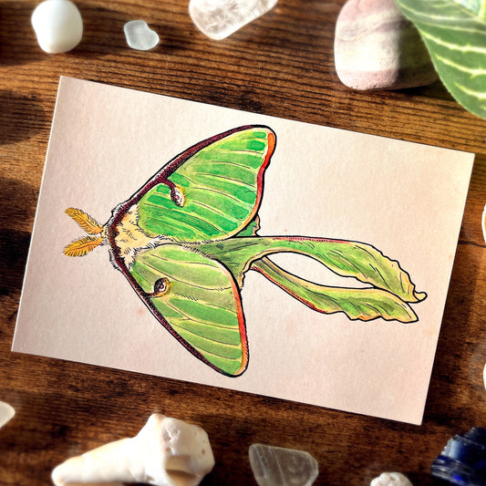 Luna Moth From Above Postcard