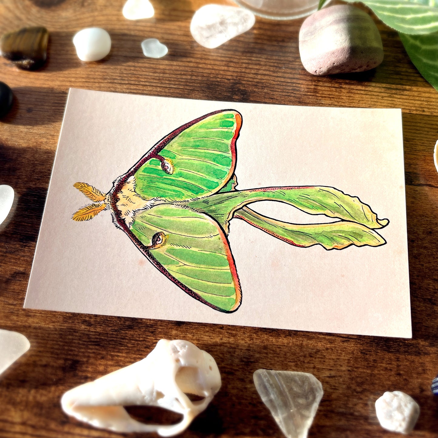 Luna Moth From Above Postcard