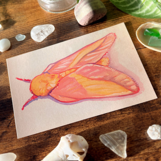 Rosy Maple Moth From Above Postcard