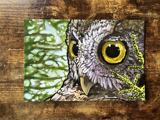 Screech Owl Postcard