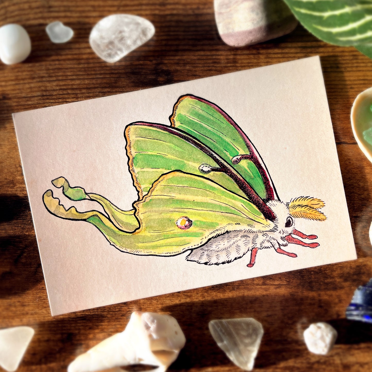 Luna Moth Profile Postcard