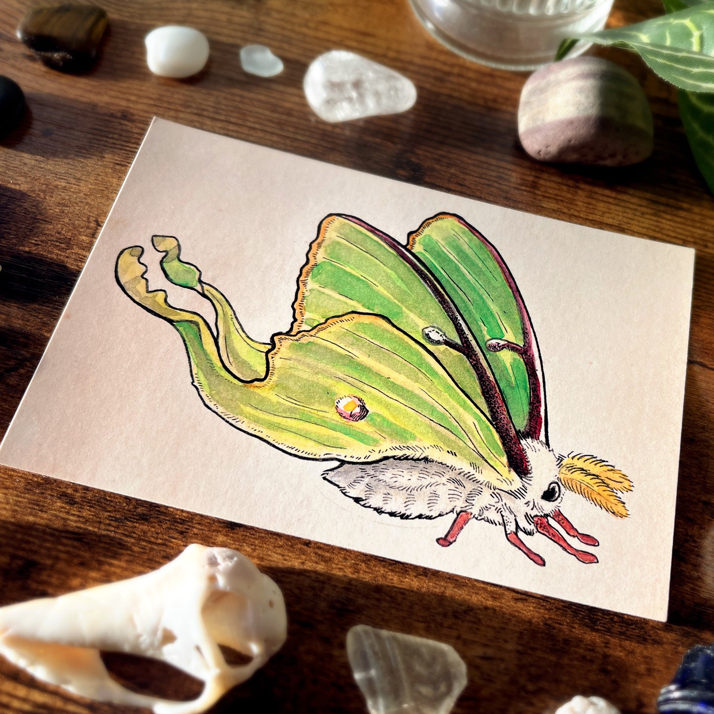 Luna Moth Profile Postcard