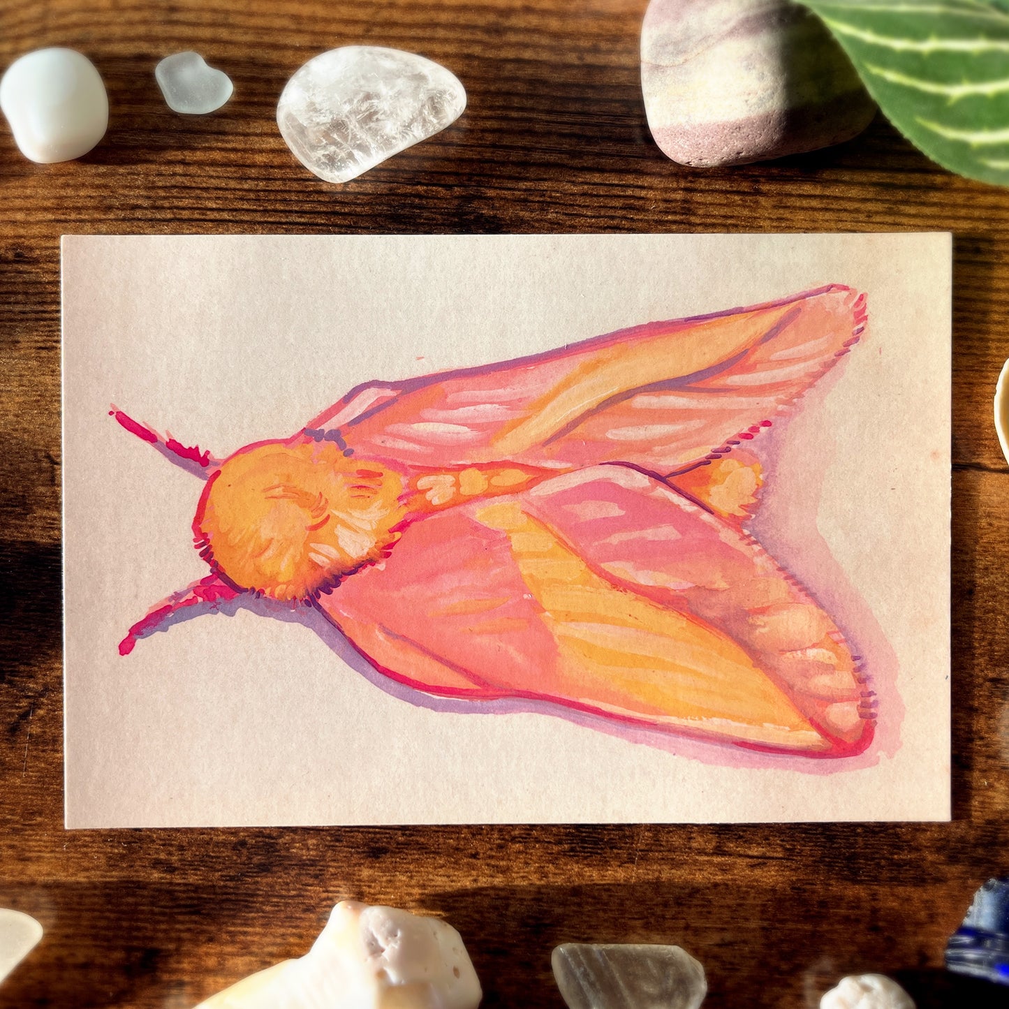 Rosy Maple Moth From Above Postcard