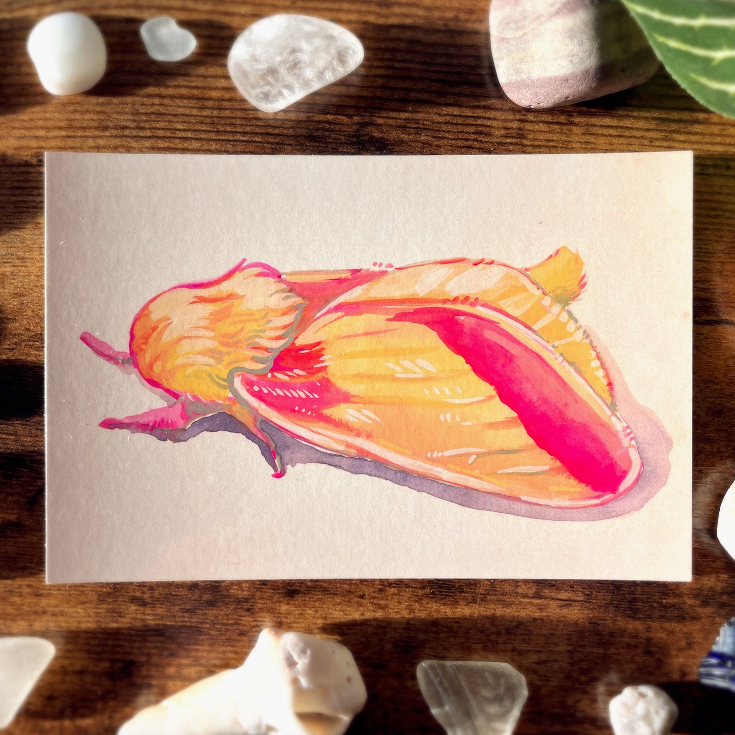 Rosy Maple Moth Profile Postcard