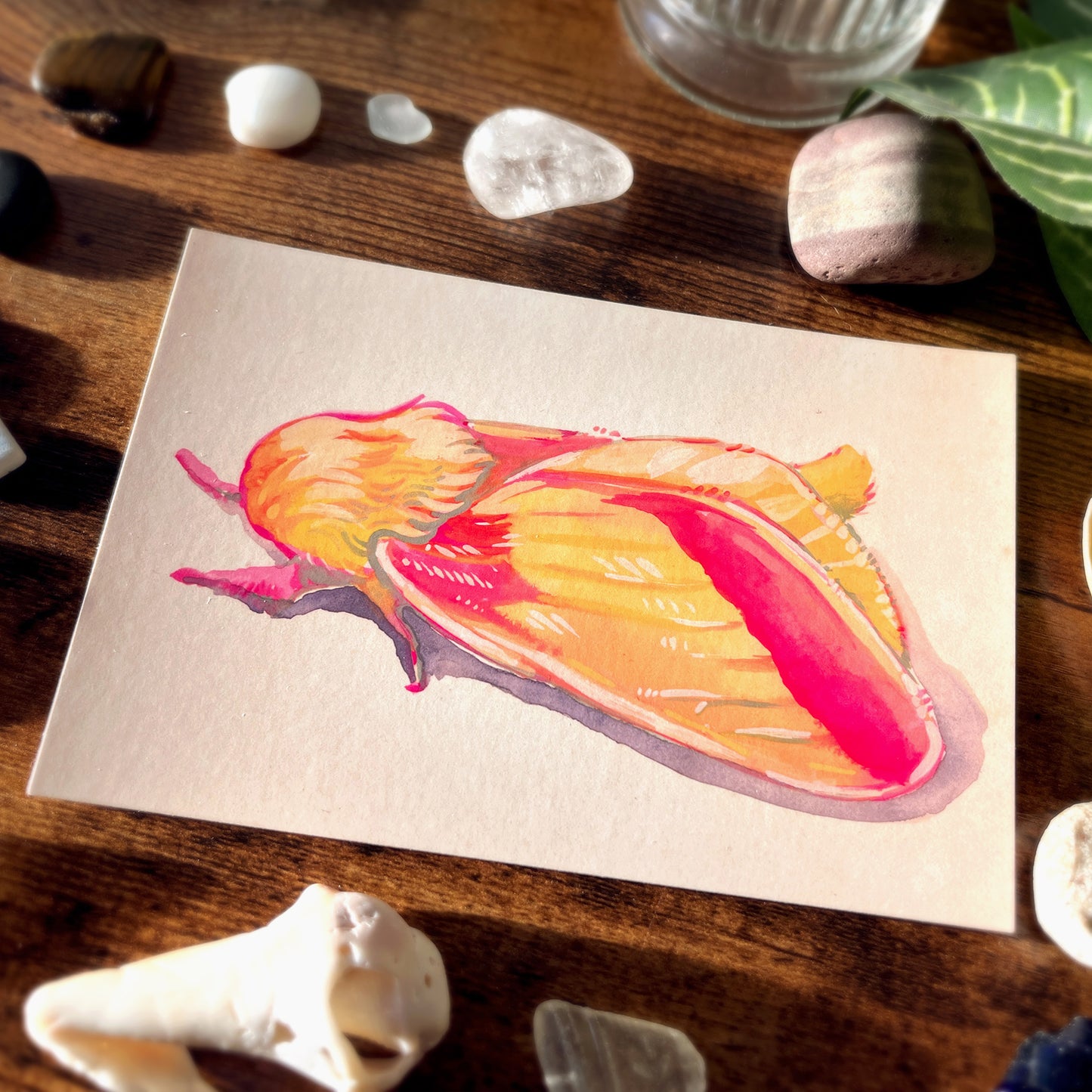 Rosy Maple Moth Profile Postcard