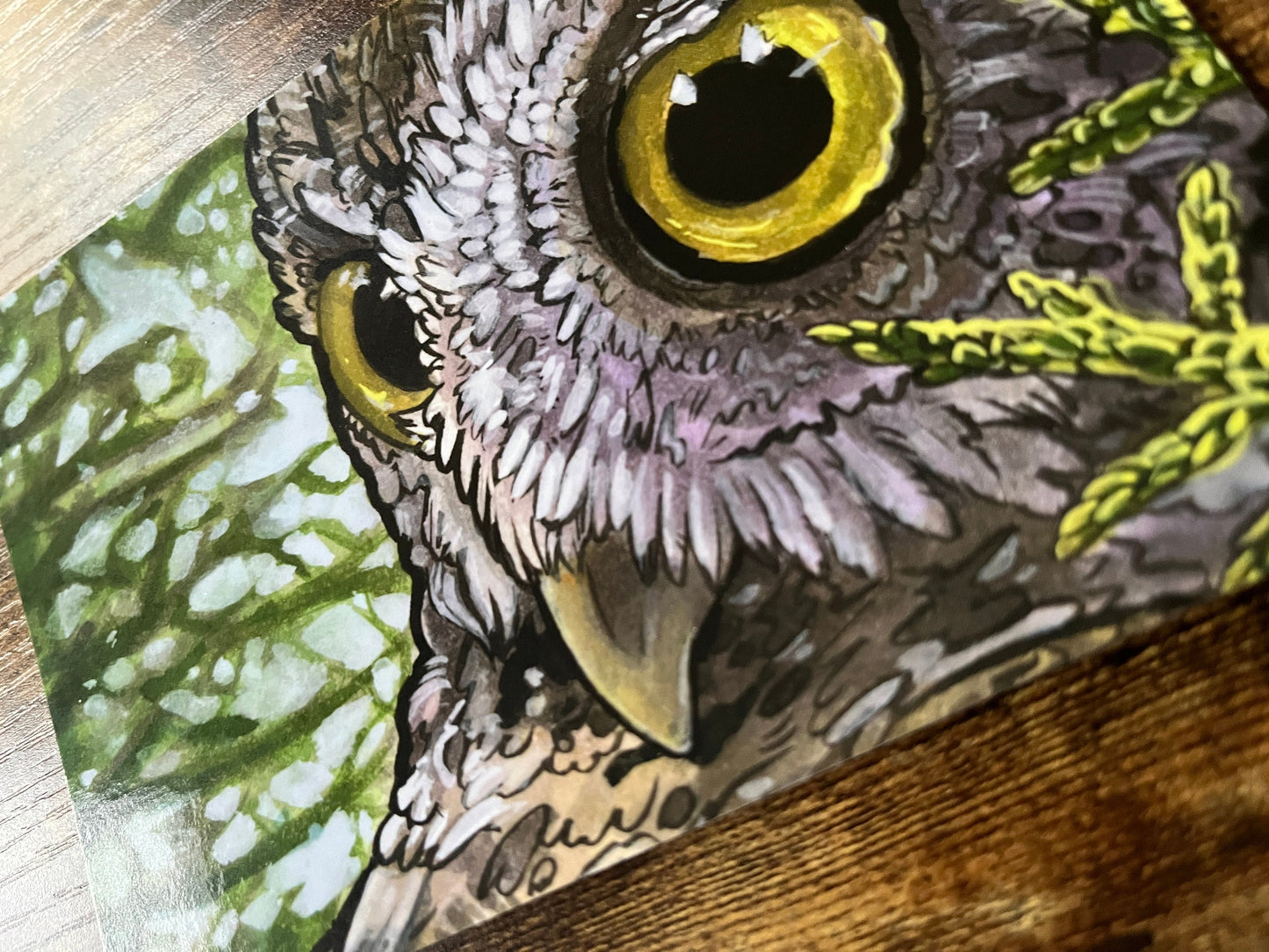 Screech Owl Postcard